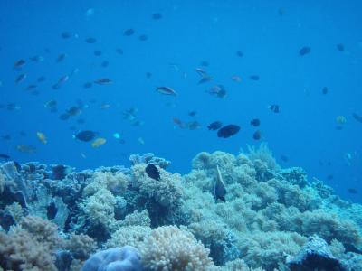 シラデンピアはピキピキ珊瑚のシュノーケリング天国！