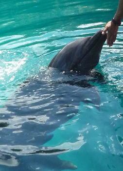 ドルフィンパシフィック