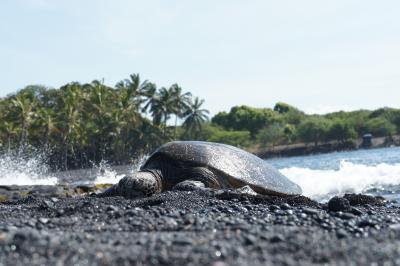 黒砂海岸に行く手前のファーマーズマーケットがおすすめ