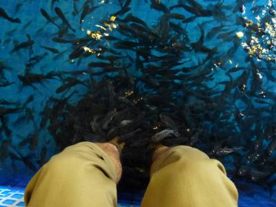 フィッシュ・スパ初体験！