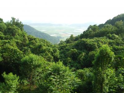 桜　紫陽花　紅葉　などなど