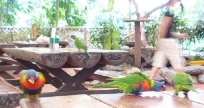 ジェイさんツアーで行くモスマン渓谷とレインフォレストハビタット動物園