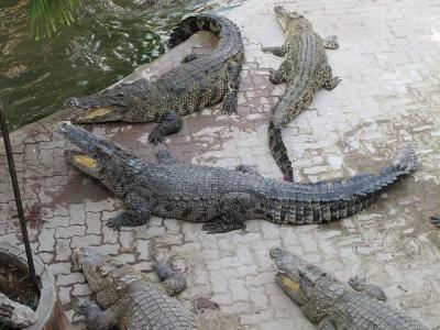サムットプラカン クロコダイル・ファーム＆ズー(Samutprakan Crocodile Farm & Zoo)