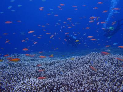 お気に入りダイビングサービス　イエローサブマリン ダイブスタジオ