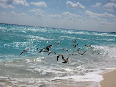 ビーチにはカモメがいっぱい