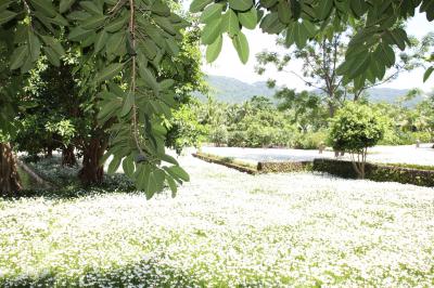 庭一面の白い花！