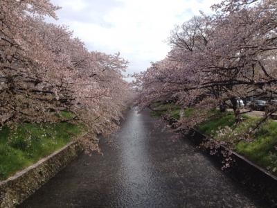 桜がきれいです。