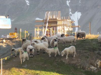 羊たちもそこかしこに。