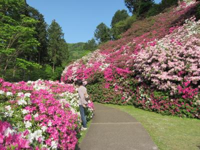 宇治で美しい景色を見たいなら