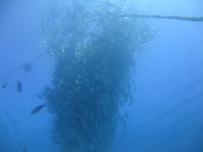 アジの大群です！