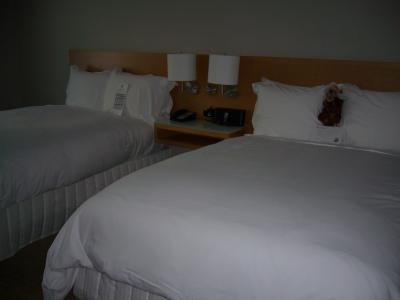 らっこのぬいぐるみが可愛い