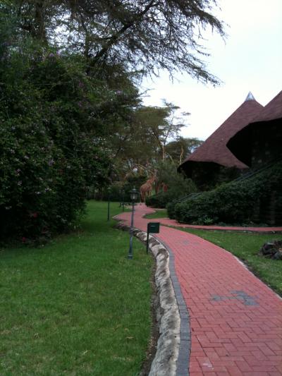 キリンがぷらぷら