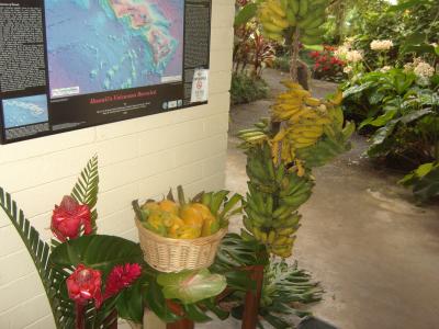 枝つきのバナナとパパイヤ