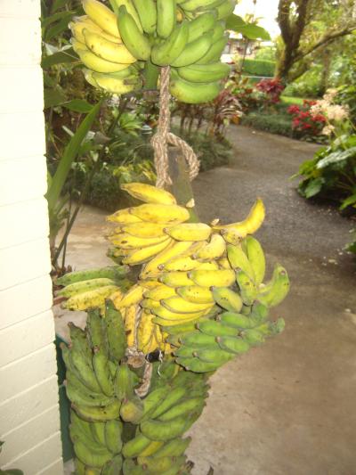 バナナを枝から自分でもいで