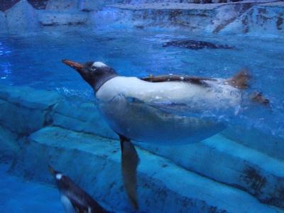 水族館、ブルジュ・ハリファ目当てで行きました