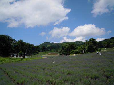 関東最大のラベンダーパーク