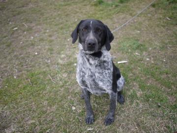 パッチというかわいい犬！