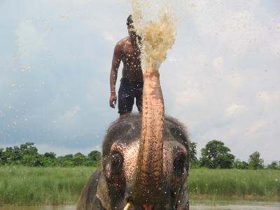 象と水遊び