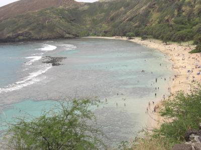 ウミガメと泳げました