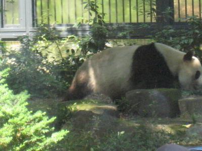 パンダ見学はガラス越し