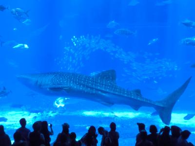 美しき沖縄の海の集大成　ここにあり！