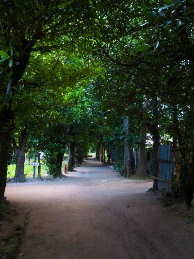 沖縄らしい雰囲気