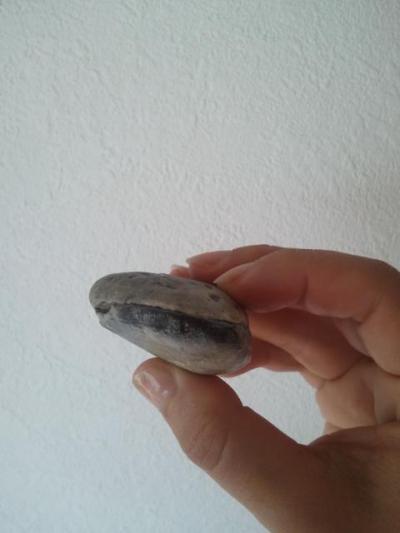 一色海岸で拾った貝はここで調べる