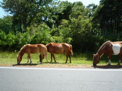 野生の馬に会える By とらこ アサティーグ島国立保養海岸のクチコミ フォートラベル