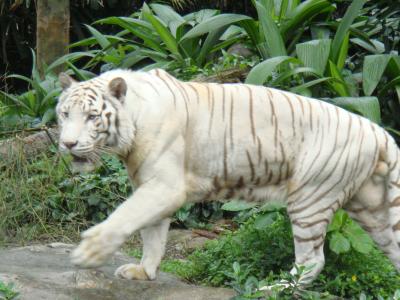 檻がない動物園