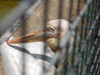 昔からの定番動物園