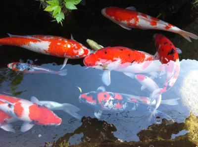 飫肥城下町散策の写真スポット