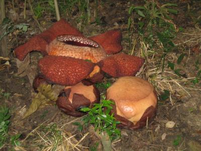 世界遺産キナバル山を気軽に眺める