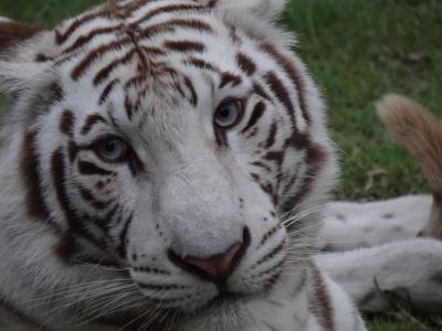 目の前のホワイトタイガーにビックリ！