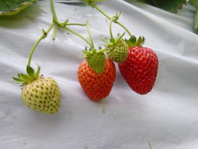 美味しい！楽しい！