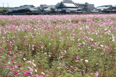 今の時期の花、近場でコスモスを求めて