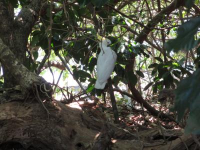 日帰りで行けるのどかな島