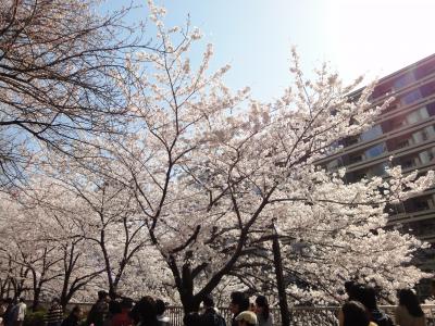 毎年恒例の桜