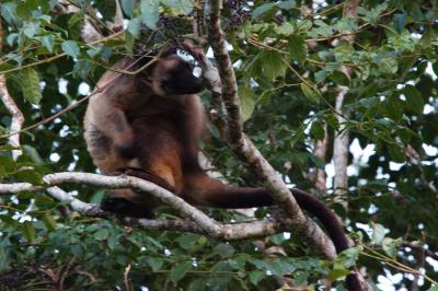 木登りカンガルーって知っていますか