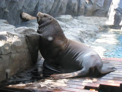 鳥羽に行くならここ！