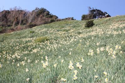 水仙が咲き誇こる、淡路島南部の絶景です