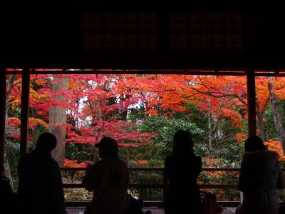 秋の特別公開、紅葉庭　大法院。これは穴場でしょ～！！