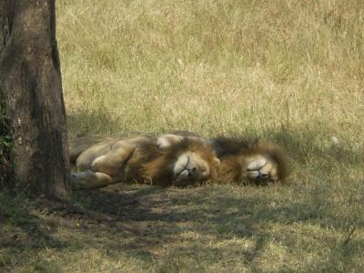 2009/08masaimara