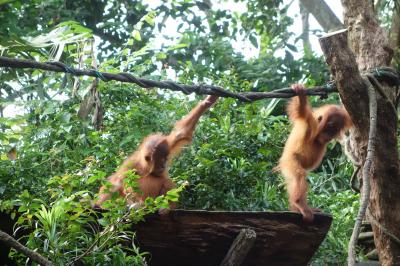 大人でも十分楽しめる動物園