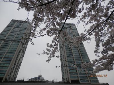 道路を挟んだところに公園があり桜が綺麗でした。