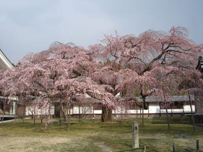 桜は三部咲きで残念