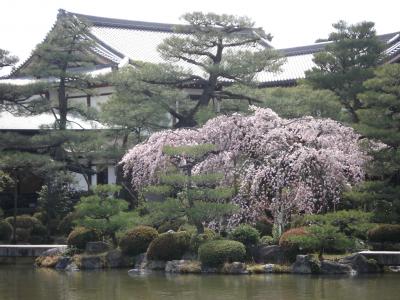 桜が満開の時期は最高です