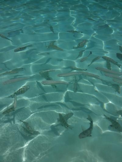 「天然のプール」に偽りなし！