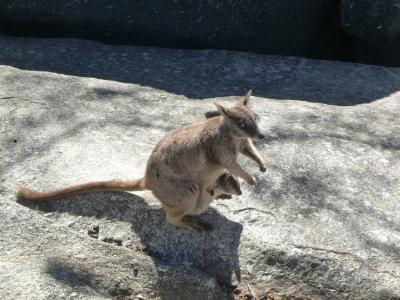 子供は絶対喜びます！野生ロックワラビーに餌やり体験
