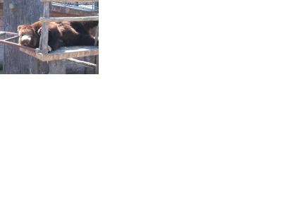 こぐまを抱っこしました