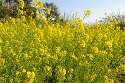 菜の花満開！